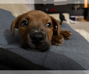 Morticia - Female American Pit Bull Terrier-Unknown Mix Dog for Adoption - Photo #6