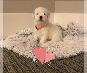 Maltipoo Puppy for sale in CHANDLER, AZ, USA