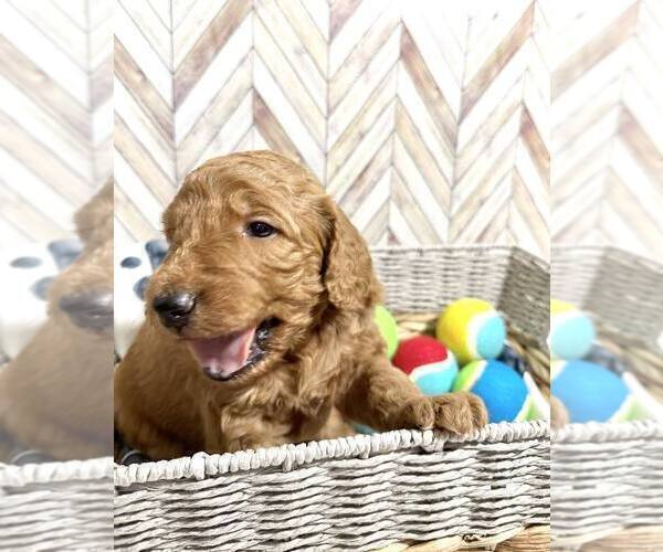 Medium Photo #2 Goldendoodle Puppy For Sale in CONWAY, SC, USA