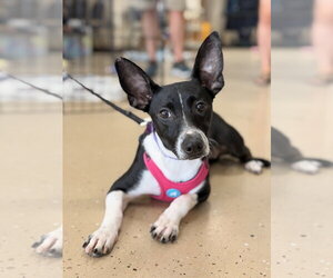 Mutt Dogs for adoption in Mundelein, IL, USA