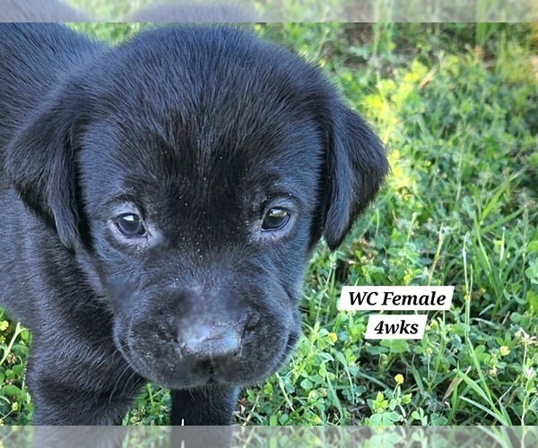 Medium Photo #81 Labrador Retriever Puppy For Sale in EDGEWOOD, TX, USA
