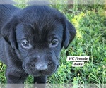 Small Photo #81 Labrador Retriever Puppy For Sale in EDGEWOOD, TX, USA