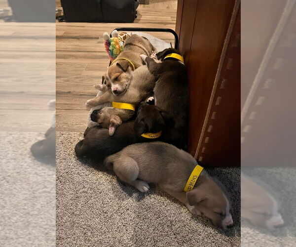 Medium Photo #2 Mutt Puppy For Sale in Lakewood, CO, USA