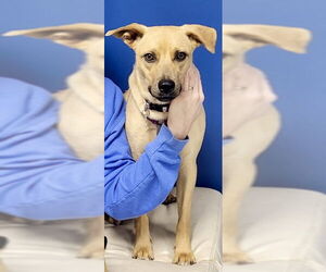 Black Mouth Cur-Unknown Mix Dogs for adoption in Okolona, MS, USA