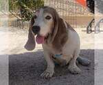 Small #15 Basset Hound