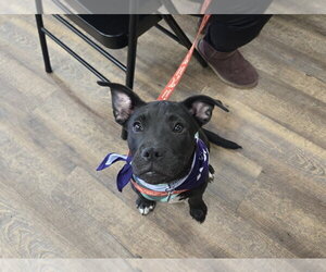 Labrador Retriever-Unknown Mix Dogs for adoption in Springdale, PA, USA