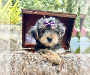 Yorkshire Terrier Puppy for sale in LITHONIA, GA, USA