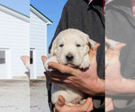 Small Photo #2 Golden Retriever Puppy For Sale in VERMONTVILLE, MI, USA