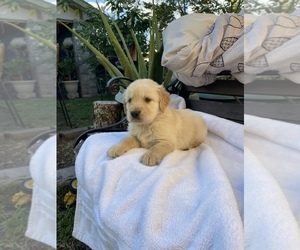 Golden Retriever Puppy for sale in PASADENA, TX, USA