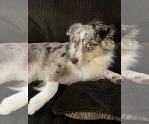 Father of the Miniature Australian Shepherd puppies born on 11/10/2025