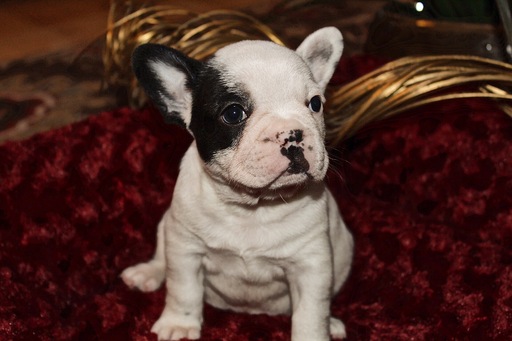 Medium Photo #1 French Bulldog Puppy For Sale in CLACKAMAS, OR, USA
