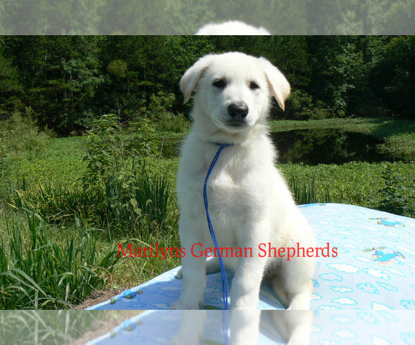 Medium Photo #2 German Shepherd Dog Puppy For Sale in PIEDMONT, MO, USA