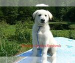 Small #1 German Shepherd Dog