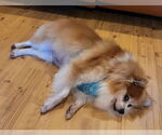 Small #4 Pomeranian