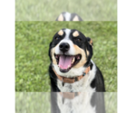 Small Mutt