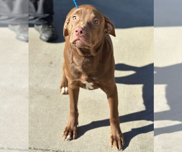 Medium Photo #8 Labrador Retriever-Unknown Mix Puppy For Sale in Canton, CT, USA