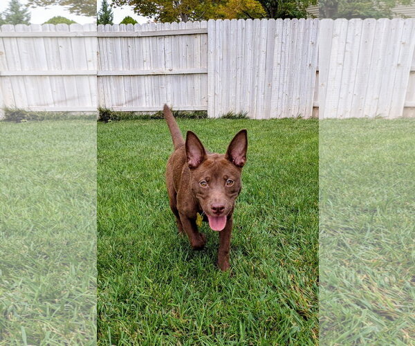 Medium Photo #17 Australian Kelpie-Unknown Mix Puppy For Sale in Sandy, UT, USA
