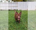 Small #16 Australian Kelpie Mix
