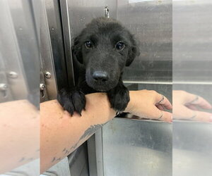 Border Collie Dogs for adoption in Corpus Christi, TX, USA