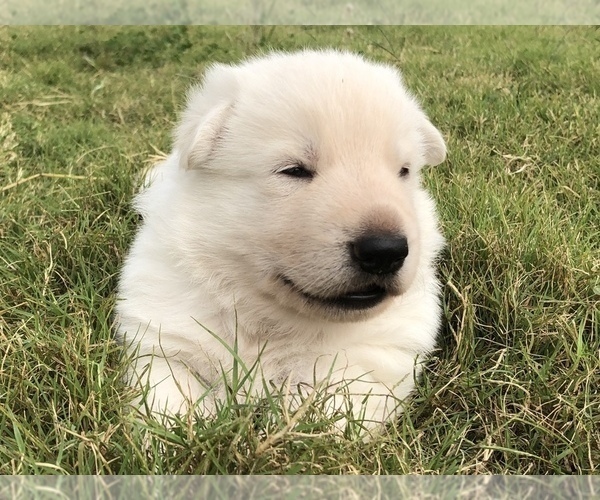 Medium Photo #7 German Shepherd Dog Puppy For Sale in MOUNDS, OK, USA