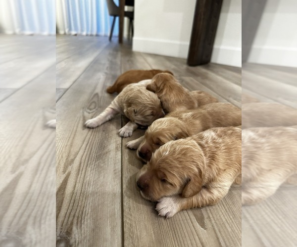 Medium Photo #2 English Cream Golden Retriever Puppy For Sale in SACRAMENTO, CA, USA