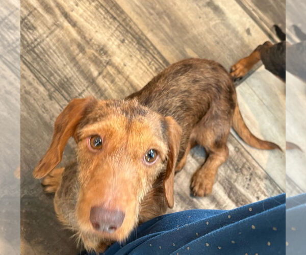 Medium Photo #2 Dachshund Puppy For Sale in Mount Pleasant, SC, USA