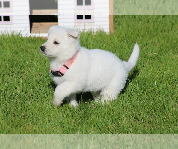 Medium Photo #4 German Shepherd Dog Puppy For Sale in ELOY, AZ, USA