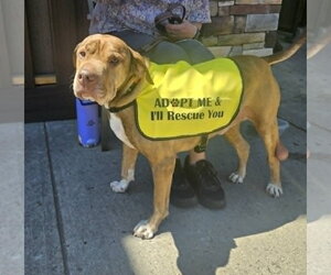 Chinese Shar-Pei-Unknown Mix Dogs for adoption in Woodbury, NY, USA