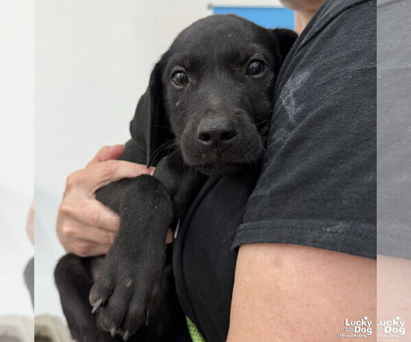 Medium Photo #1 Labrador Retriever-Unknown Mix Puppy For Sale in Washington, DC, USA