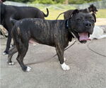 Small #3 American Bulldog Mix