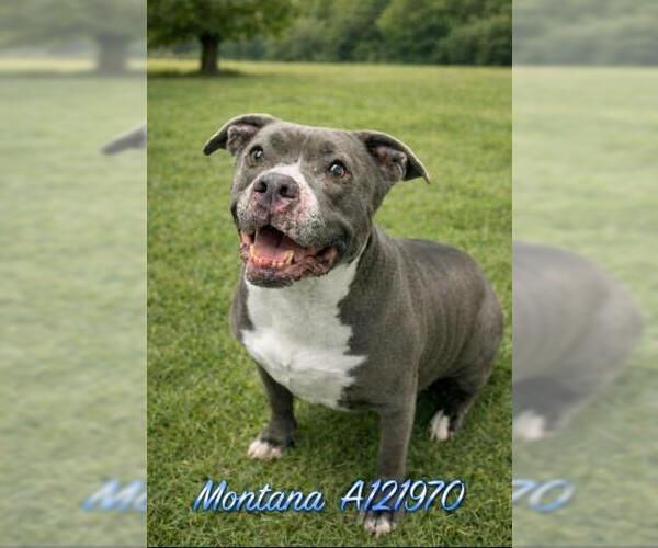 Medium Photo #3 Mutt Puppy For Sale in HESPERIA, CA, USA