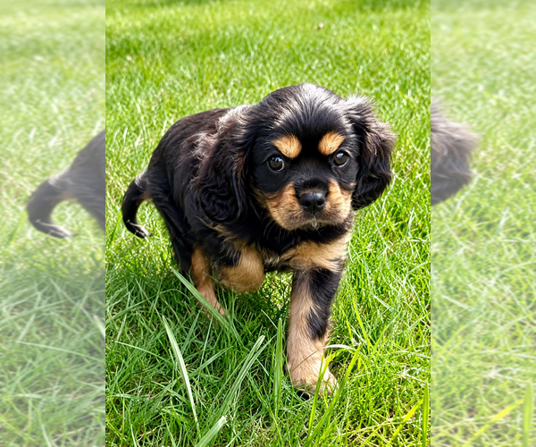 Medium Photo #9 Cavalier King Charles Spaniel Puppy For Sale in FAIR HAVEN, MI, USA