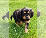 Small #8 Cavalier King Charles Spaniel