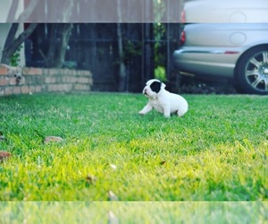 French Bulldog Puppy for sale in SACRAMENTO, CA, USA