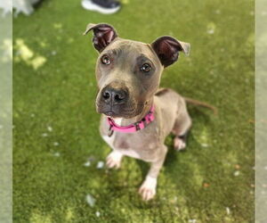 American Pit Bull Terrier-Rhodesian Ridgeback Mix Dogs for adoption in Minneapolis, MN, USA