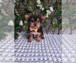 Small #1 Yorkshire Terrier