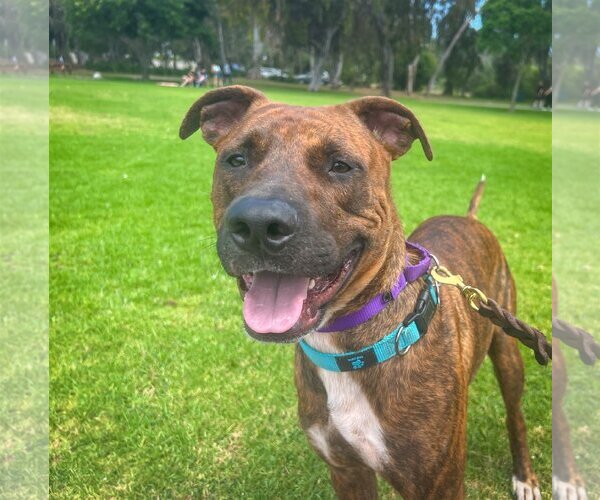 Medium Photo #3 American Staffordshire Terrier-Labrador Retriever Mix Puppy For Sale in Newport Beach, CA, USA