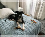 Small #4 Labrador Retriever Mix