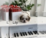 Puppy Lily Mal-Shi