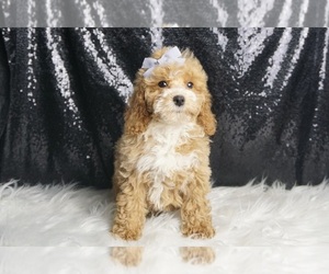 Poodle (Miniature) Puppy for sale in WARSAW, IN, USA