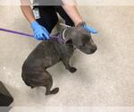 Small American Pit Bull Terrier Mix