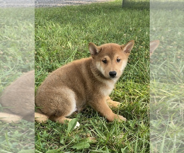 Medium Photo #3 Shiba Inu Puppy For Sale in CANOGA, NY, USA