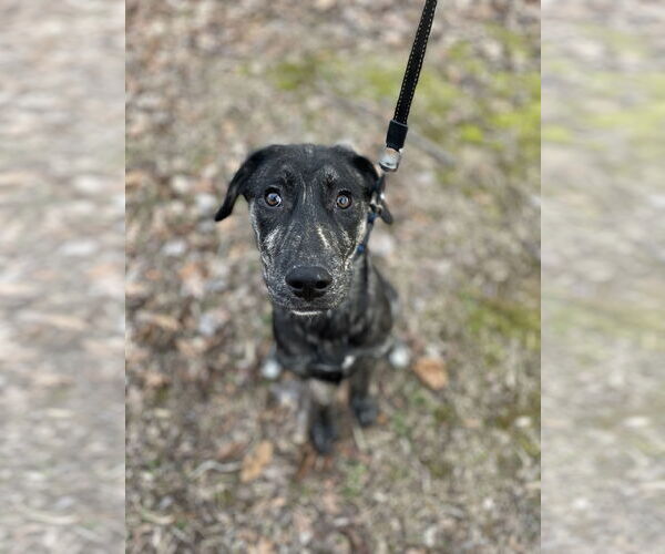 Medium Photo #9 Huskies -Labrador Retriever Mix Puppy For Sale in Columbus, IN, USA