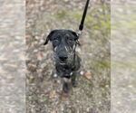 Small #8 Huskies -Labrador Retriever Mix