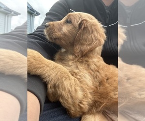Golden Retriever-Goldendoodle Mix Puppy for Sale in VANCOUVER, Washington USA