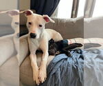 Small #5 American Pit Bull Terrier Mix