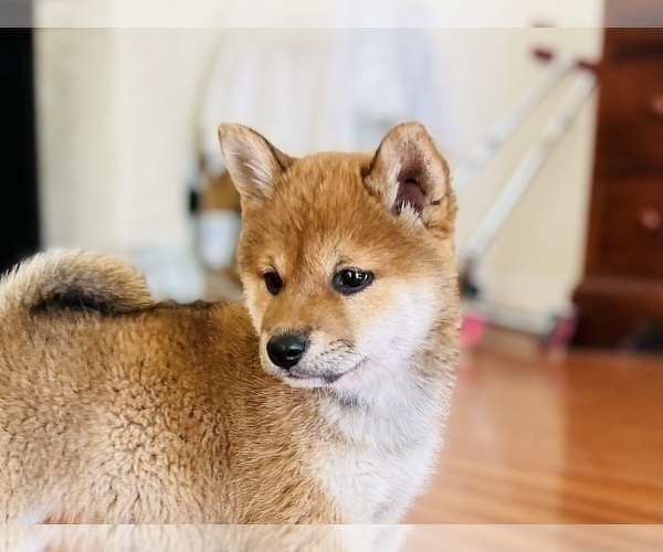 Medium Photo #46 Shiba Inu Puppy For Sale in FREMONT, CA, USA