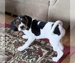 Small #1 Beagle Mix