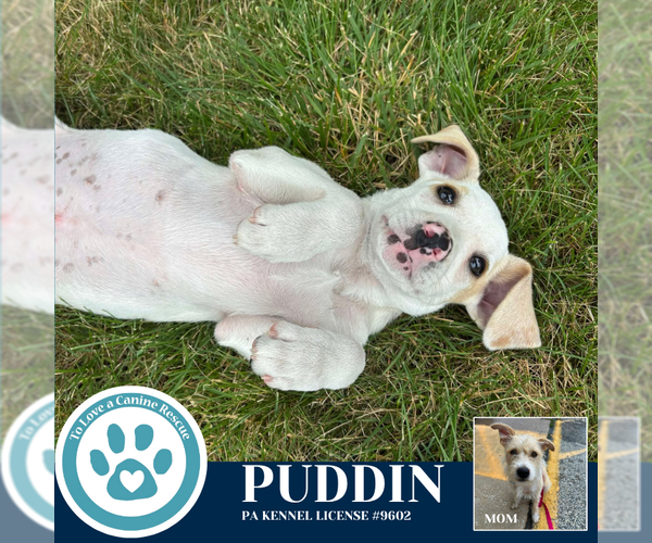 Medium Photo #2 Mutt Puppy For Sale in Kimberton, PA, USA