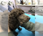 Small Photo #3 Poodle (Standard) Puppy For Sale in LADY LAKE, FL, USA